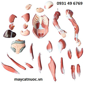 Mô hình giải phẫu cơ thể người toàn thân 80cm