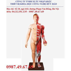Mô hình giải phẫu cơ toàn thân với các cơ quan nội tạng GD/A10001