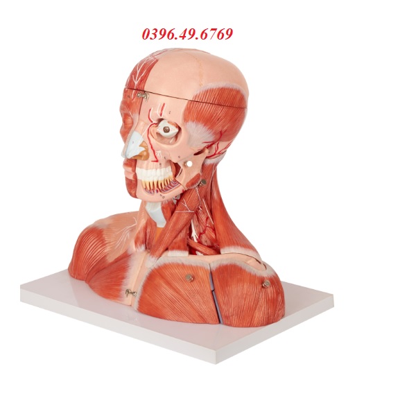 Mô hình giải phẫu cơ xương đầu mặt cổ