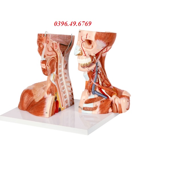 Mô hình cơ vùng đầu mặt cổ và ngực 19 phần
