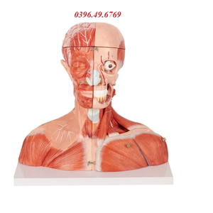 MÔ HÌNH GIẢI PHẪU CƠ XƯƠNG ĐẦU MẶT CỔ