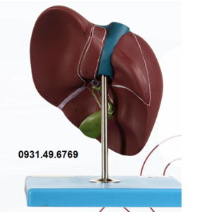 MÔ HÌNH GIẢI PHẪU GAN HONGLIAN GD/A12008