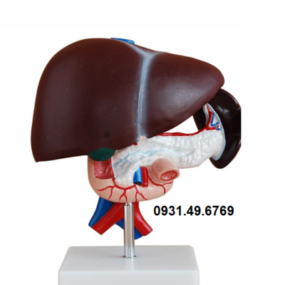MÔ HÌNH GIẢI PHẪU GAN, TỤY, TÁ TRÀNG
