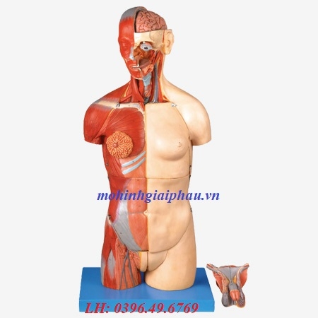 MÔ HÌNH GIẢI PHẪU HỆ CƠ BÁN THÂN GD/A10003