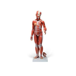 Mô hình giải phẫu hệ cơ toàn thân 33 phần 1000210 - 1/2 Life-Size Complete Human Dual Sex Muscle Model, 33 part