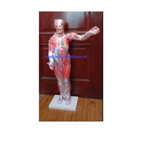 MÔ HÌNH GIẢI PHẪU HỆ CƠ XƯƠNG KHỚP TOÀN THÂN 27 PHẦN THÁO RỜI