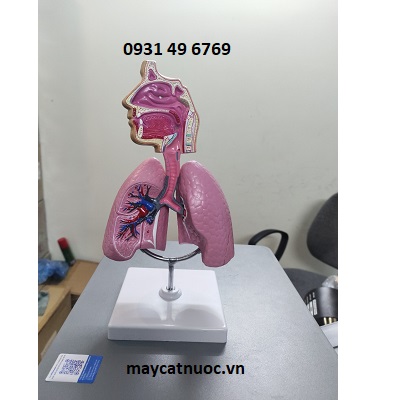 Mô hình giải phẫu hệ hô hấp người miệng mũi họng phổi phế quản phế  nang tiểu thùy phổi VIETVALUE