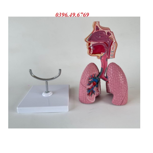 MÔ HÌNH GIẢI PHẪU HỆ HÔ HẤP CÓ ĐẾ