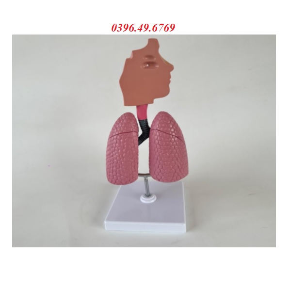 MÔ HÌNH GIẢI PHẪU HỆ HÔ HẤP CÓ ĐẾ