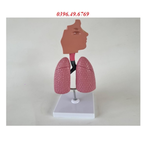 MÔ HÌNH GIẢI PHẪU HỆ HÔ HẤP CÓ ĐẾ