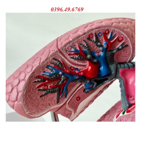 MÔ HÌNH GIẢI PHẪU HỆ HÔ HẤP CÓ ĐẾ