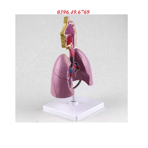 MÔ HÌNH GIẢI PHẪU HỆ HÔ HẤP CÓ ĐẾ