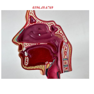 MÔ HÌNH GIẢI PHẪU HỆ HÔ HẤP CÓ ĐẾ