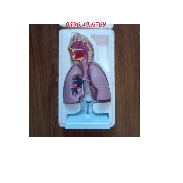 Mô hình giải phẫu hệ hô hấp có đế