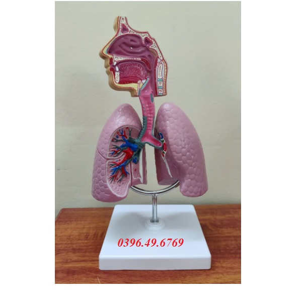 Mô hình giải phẫu hệ hô hấp