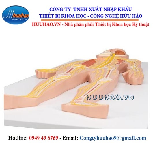 Mô hình giải phẫu hệ thần kinh C20