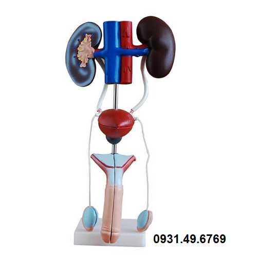 MÔ HÌNH GIẢI PHẪU HỆ TIẾT NIỆU NAM