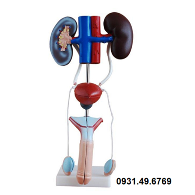 MÔ HÌNH GIẢI PHẪU HỆ TIẾT NIỆU NAM