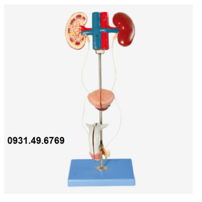 MÔ HÌNH GIẢI PHẪU HỆ TIẾT NIỆU NAM HONGLIAN GD/A14003