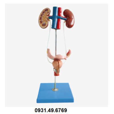 MÔ HÌNH GIẢI PHẪU HỆ TIẾT NIỆU NỮ HONGLIAN GD/A14002
