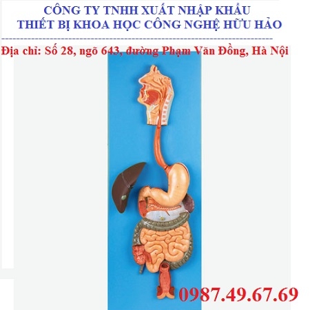 Mô hình giải phẫu hệ tiêu hóa GD/A12001