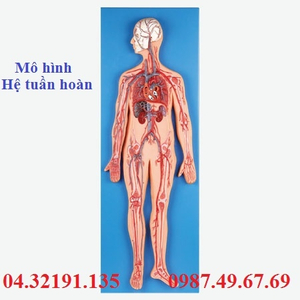 MÔ HÌNH GIẢI PHẪU HỆ TUẦN HOÀN GD/A16001