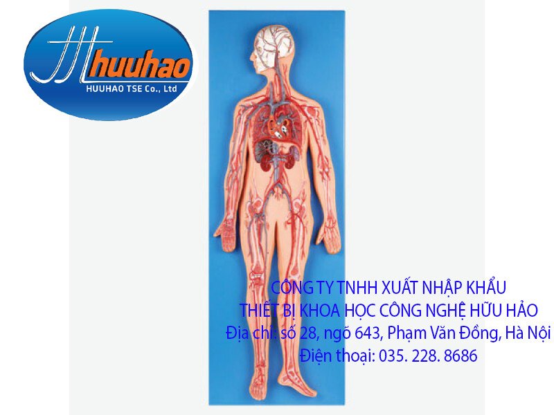 Mô hình giải phẫu hệ tuần hoàn