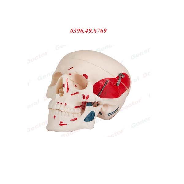 Mô hình giải phẫu hộp sọ 3 phần có sơn màu GD/A11111/2