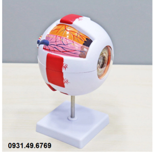 MÔ HÌNH GIẢI PHẪU MẮT