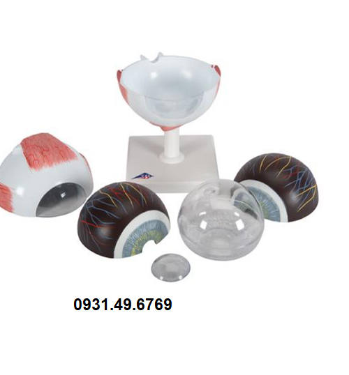 MÔ HÌNH GIẢI PHẪU MẮT KÍCH THƯỚC 5 LẦN KÍCH THƯỚC THẬT, 6 PHẦN HÃNG 3B SCIENTIFIC 1000255 (F10)