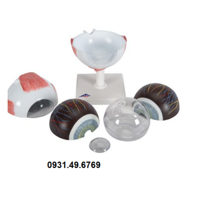 MÔ HÌNH GIẢI PHẪU MẮT KÍCH THƯỚC 5 LẦN KÍCH THƯỚC THẬT, 6 PHẦN HÃNG 3B SCIENTIFIC 1000255 (F10)