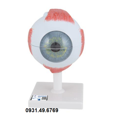 MÔ HÌNH GIẢI PHẪU MẮT KÍCH THƯỚC 5 LẦN KÍCH THƯỚC THẬT, 6 PHẦN HÃNG 3B SCIENTIFIC 1000255 (F10)