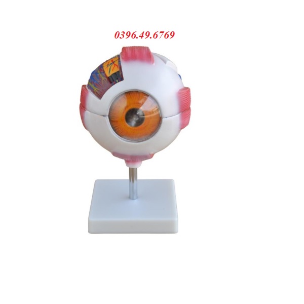 MÔ HÌNH GIẢI PHẪU MẮT PHÓNG ĐẠI 6 LẦN KÍCH THƯỚC THẬT