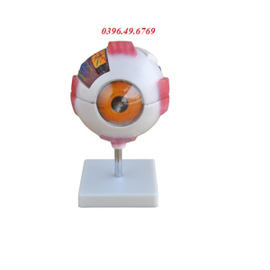 MÔ HÌNH GIẢI PHẪU MẮT PHÓNG ĐẠI 6 LẦN KÍCH THƯỚC THẬT