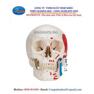 Mô hình giải phẫu hộp sọ gồm 3 phần sơn màu 1 bên