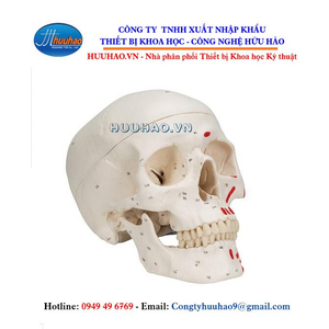 Mô hình giải phẫu hộp sọ gồm 3 phần sơn màu 1 bên