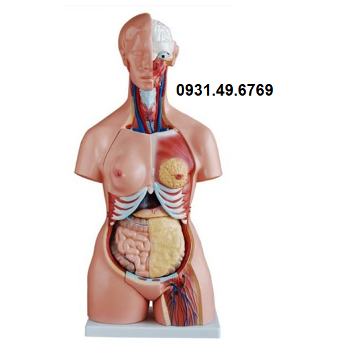 MÔ HÌNH GIẢI PHẪU NỘI TẠNG NGƯỜI BÁN THÂN 85CM 23 PHẦN THÁO RỜI