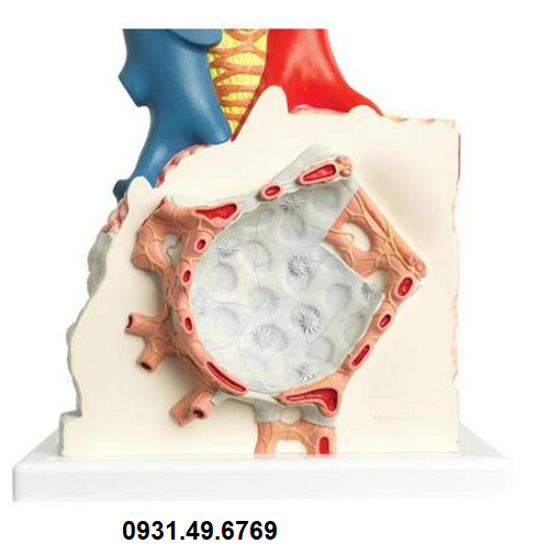 MÔ HÌNH PHẾ NANG 1008463 (G60) 3B SCIENTIFIC