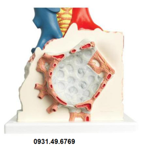 MÔ HÌNH PHẾ NANG 1008463 (G60) 3B SCIENTIFIC