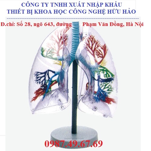 Tìm hiểu về mô hình giải phẫu phổi - Những điều cần biết và ứng dụng trong y học