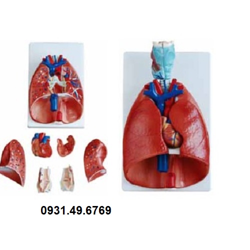 MÔ HÌNH GIẢI PHẪU HỆ HÔ HẤP 7 PHẦN