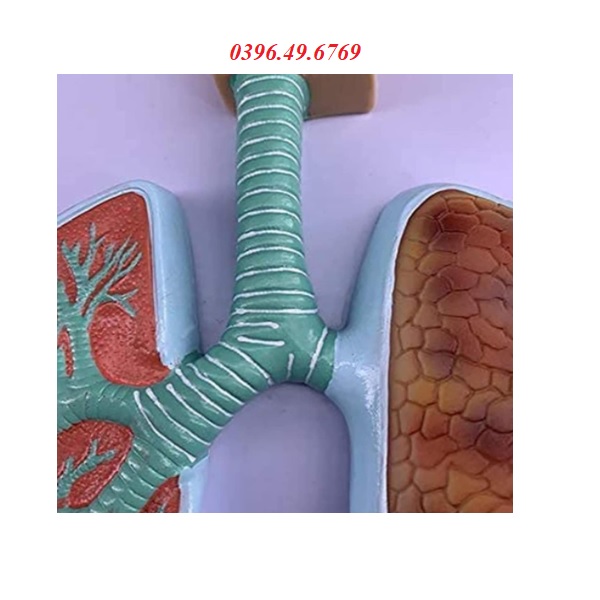 Mô hình giải phẫu hệ hô hấp và túi phế nang