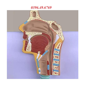 Mô hình giải phẫu hệ hô hấp và túi phế nang