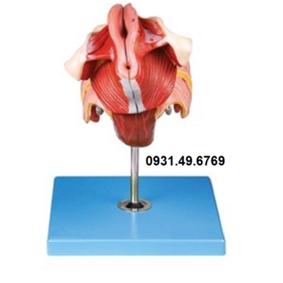 MÔ HÌNH GIẢI PHẪU SINH DỤC NỮ 4 PHẦN HONGLIAN GD/A15105