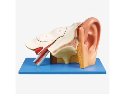 Mô hình giải phẫu tai