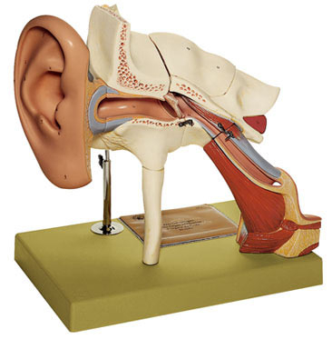 Mô hình giải phẫu tai