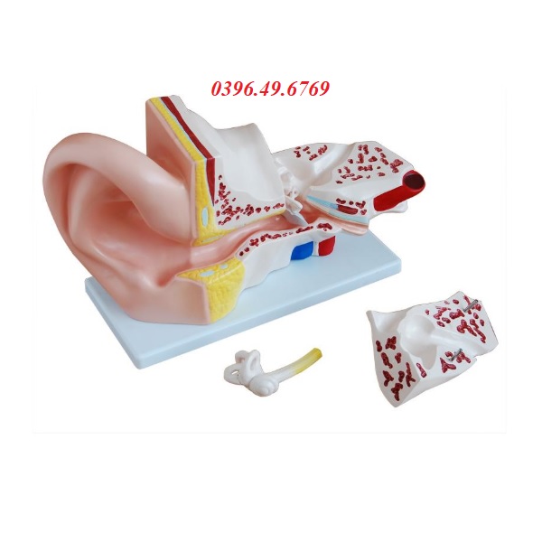 Mô hình giải phẫu tai phóng đại 5 lần kích thước thật 4 phần tháo rời