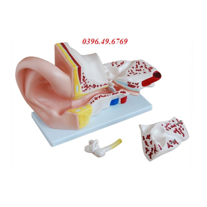 MÔ HÌNH GIẢI PHẪU TAI PHÓNG ĐẠI 5 LẦN 4 PHẦN THÁO RỜI