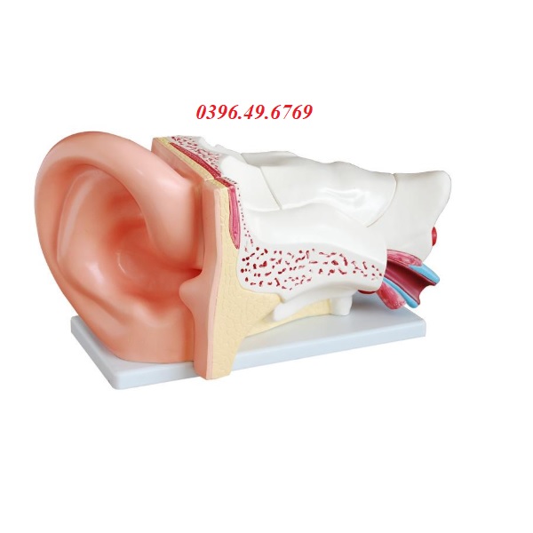 MÔ HÌNH GIẢI PHẪU TAI PHÓNG ĐẠI 5 LẦN 6 PHẦN THÁO RỜI