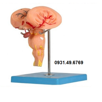 MÔ HÌNH GIẢI PHẪU THÂN NÃO HONGLIAN GD/A18215
